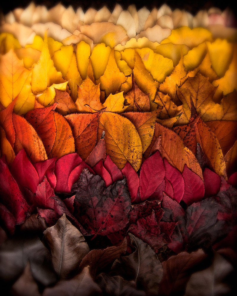 Autumn Photograph: Fall leaf autumn decor, rustic decor, nature photography, leaf collection - hipandclavicle