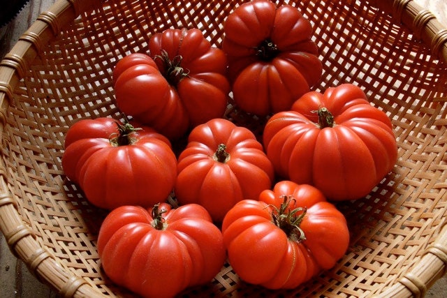 Costoluto Genovese Italian Heirloom Tomato 25 Seeds By Smartseeds