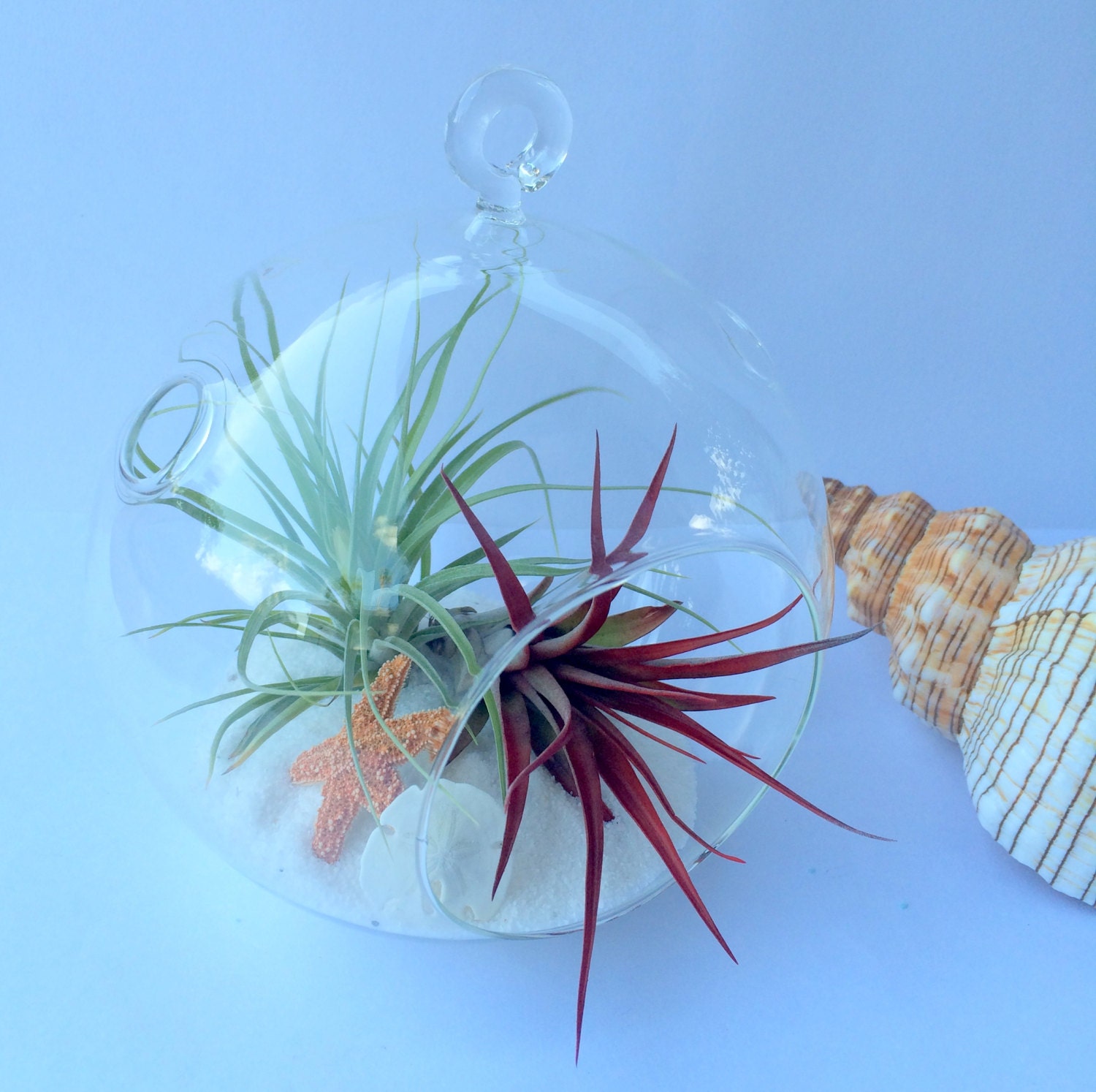 Air Plant Medium Orb Hanging Terrarium Clear Glass Orb Kit