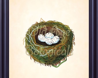 Bird Nest Egg Print Vintage Antique 8x10 Botanical Art Giclee