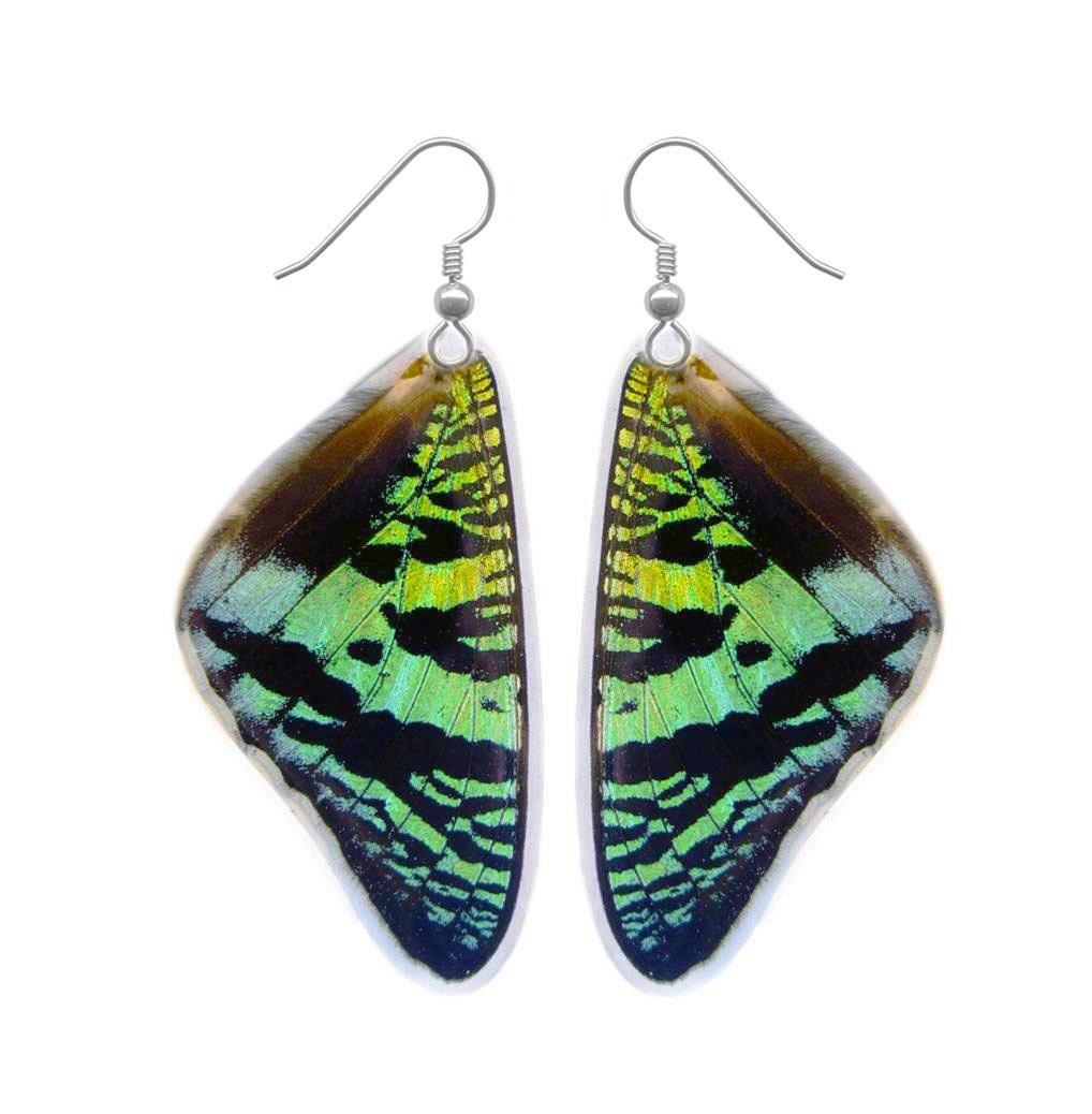 Real Butterfly Wing Earrings Sunset Moth Top Butterfly Wing