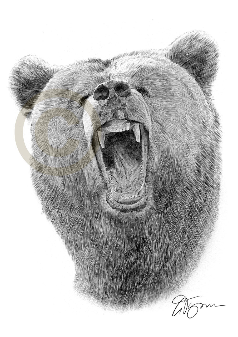 Angry Grizzly Bear pencil drawing print A4 by GaryTymonArtwork