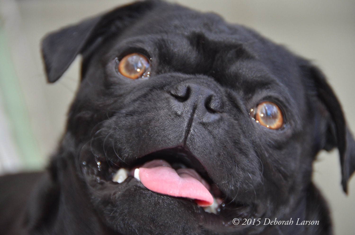 pug rescue mobile alabama items similar to large 3 inch black pug wedding cake toppers on etsy pug rescue mobile alabama items similar to large 3 inch black pug wedding cake toppers on etsy
