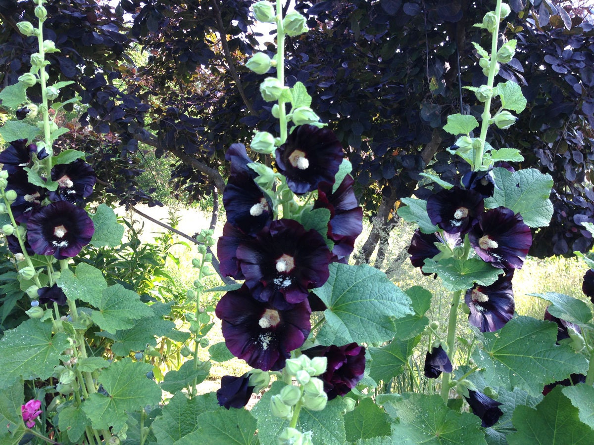 Old fashioned hollyhock seeds Old fashioned hollyhock seeds