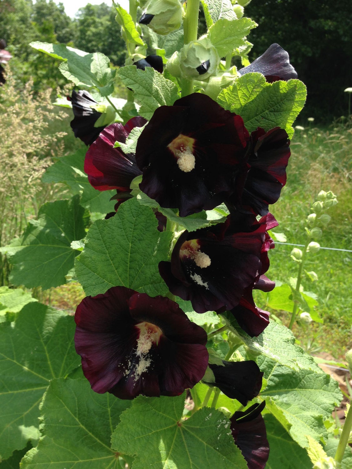 Old fashioned hollyhock seeds 22 Old fashioned hollyhock seeds 86