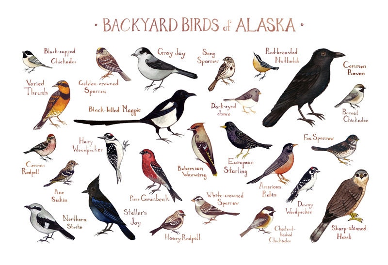 Wisconsin Backyard Birds Field Guide Art Print Watercolor