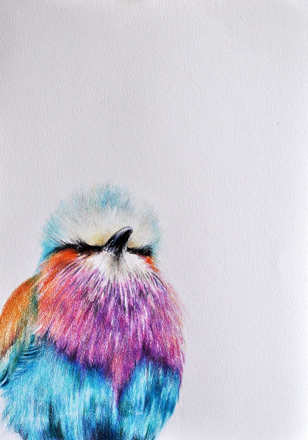 Original Colored Pencil Bird Drawing X Inch Bird Art