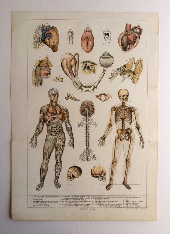 Original S Antique Human Anatomy Dissection Bookplate