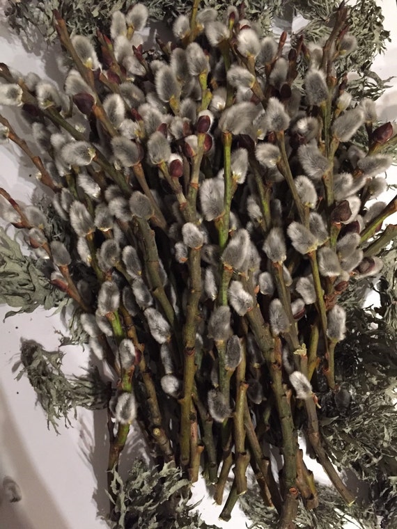 Dried Pussy Willow Branches Twigs Catkins Spring Decor By Decolina