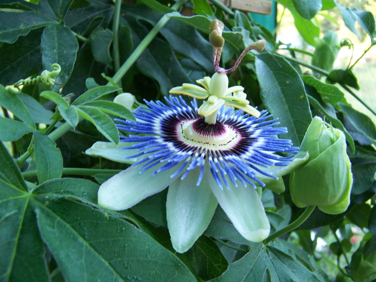 Blue Crown Passion Flower Passiflora Caerulea