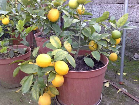 Edible Fruit Meyer Lemon Seeds Exotic Citrus Bonsai Lemon