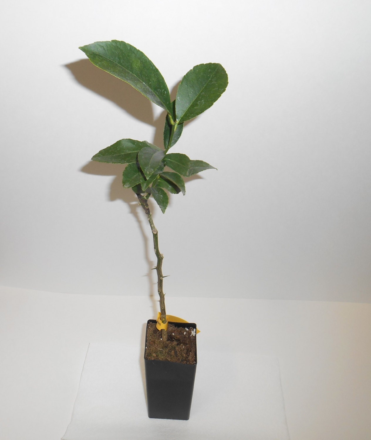 Ponderosa Lemon Tree Grafted Bonsai Tree Fruit Tree Citrus