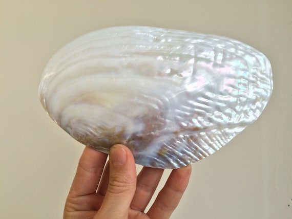 Giant Pearl River Mussel Shell Natural Mother Of Pearl Sea