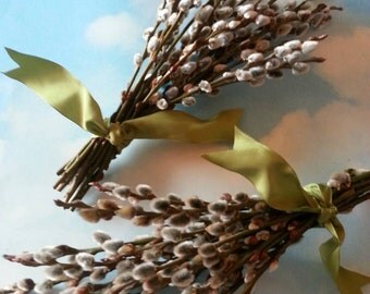 Pussy Willow Branch Etsy