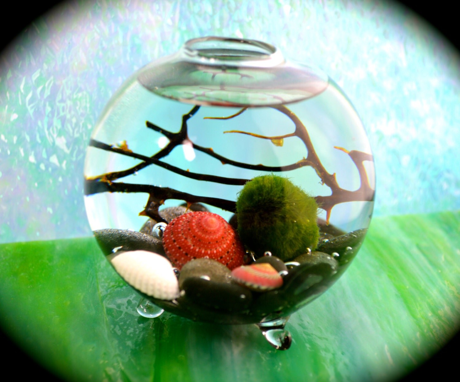 Marimo Moss Ball Aquatic Terrarium Japanese Moss Ball