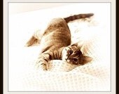 Cuddly Kitten Note Card