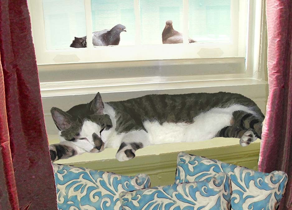 Cat Note Cards-Set of 5 Cat Cards- Cat Sleeping