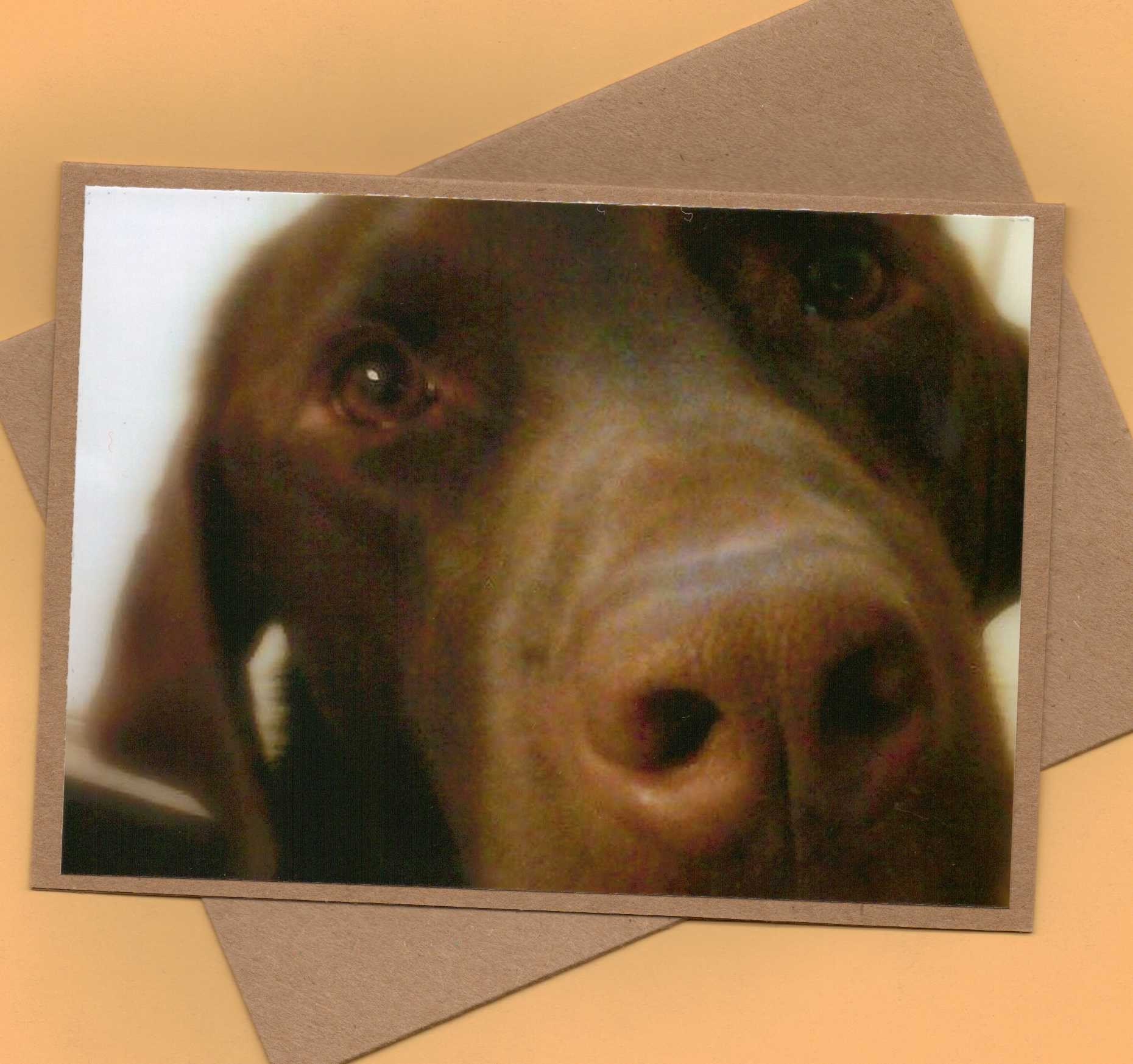 Chocolate Lab Dog Face Handmade Greeting Card for Chocolate Lovers