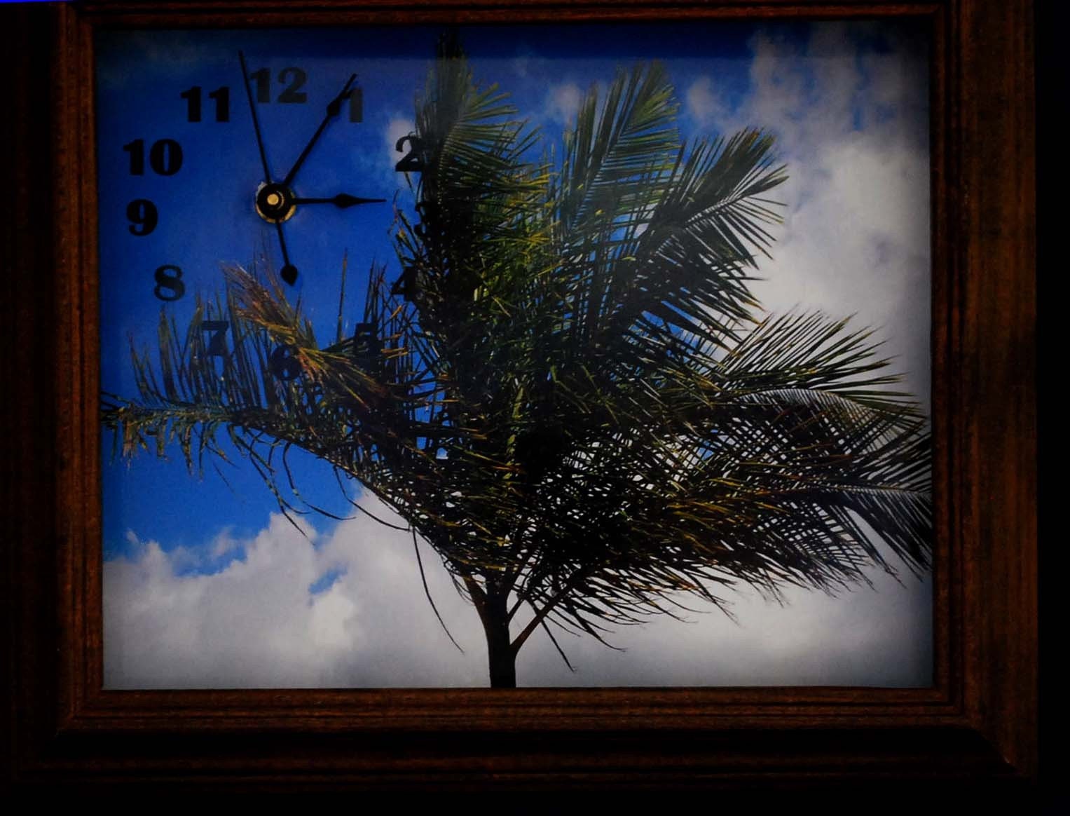 Tropical Palm Tree