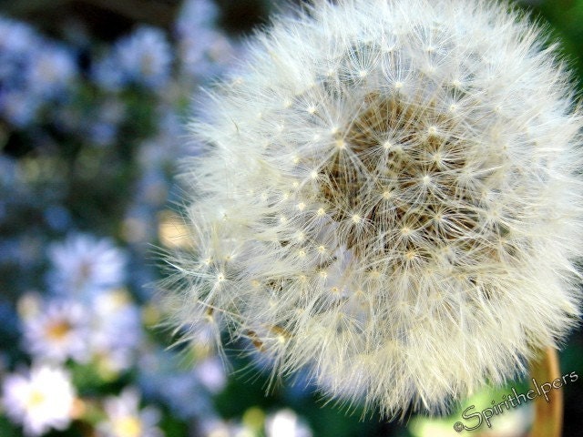 Make a Wish Dandelion Seeds Photograph