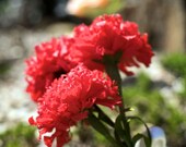 carnation - paper flowers for wedding, gift, or home decor