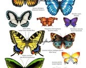 Colorful Butterfly Print