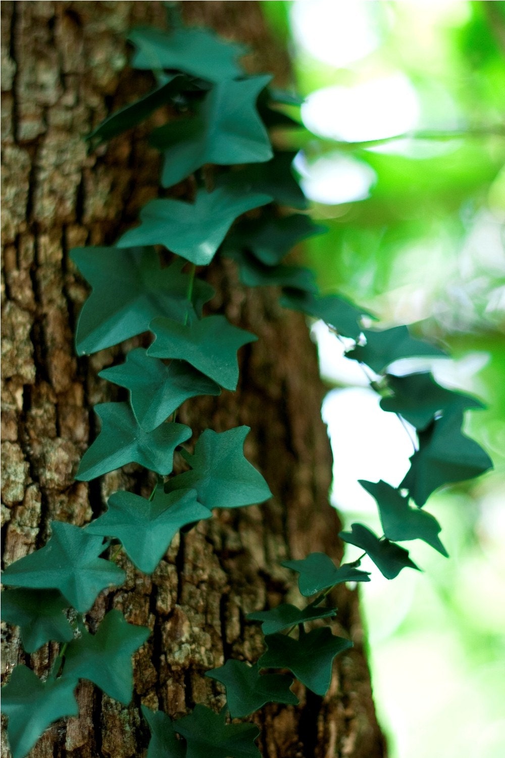 ivy vines -  paper flowers for gift, wedding, or decor