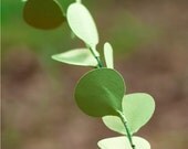 eucalyptus stems - paper flowers for gift, wedding, or decor