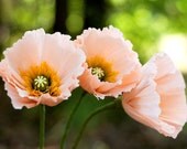 iceland poppy - paper flowers for wedding, gift, or home decor