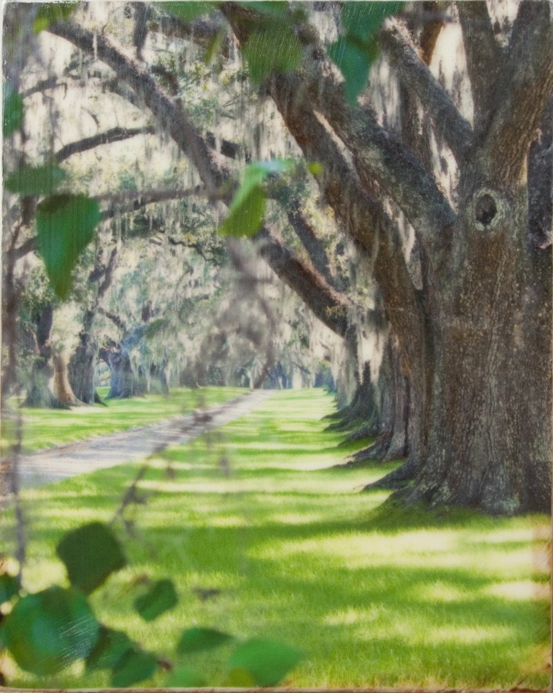 Plantation Lane - An Original Photo-Encaustic Painting on Wood Panel