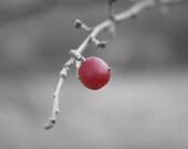 Set of 12 Note Cards - Little Red Berry - Black and White Winter