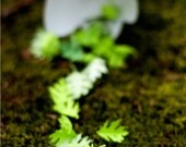 OAK LEAF confetti - decorate, toss, or fill an envelope - eco friendly