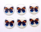 Handmade Buttons. Orange Blue and Black Butterfly Buttons.  Set of 6.  Sewing Buttons.