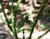 fine evergreen boughs - paper flowers for gift, wedding, or decor