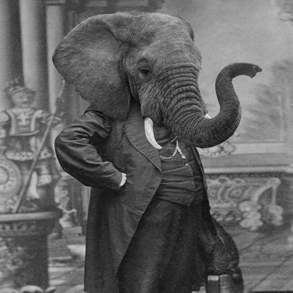 5x7 Hortence J Pacadorf - Elephant Photographic Art Print
