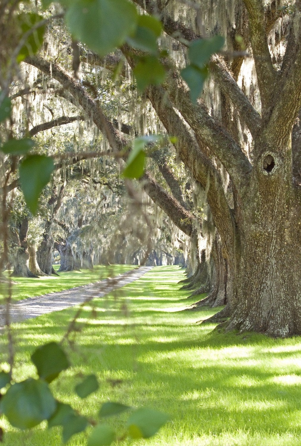 Plantation Lane , South Carolina - An original photograph by Melissa Schneider
