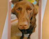 Chocolate Lab Dog Face Handmade Greeting Card for Dog Lovers