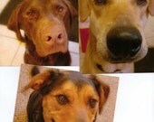 Dog Themed Postcards. Chocolate Lab Dog, Shepherd Mix Dog, and Lab Husky Mix Dog-Set of 3