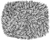 Leafy 8x10 Print of Original Abstract Pen and Ink Drawing