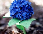 paper hydrangea - paper flower for wedding, gift, or decor