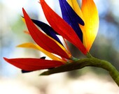 BOGO paper bird of paradise flowers - paper flowers for gift, wedding, or decor