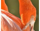 Flamingo Greeting/Note Card