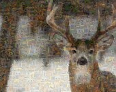Big Buck--8x10