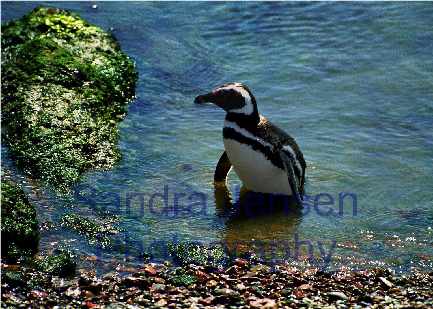 Print - Punto Tombo, Argentina "Penguin"