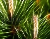 Photographic Print - Pine Branches with Fractal effect 8 x 12 inch