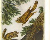 Vintage Flying Squirrel Scrapbooking or Collage Print