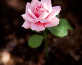 paper flower - extraordinary paper rose in your cardstock color choice