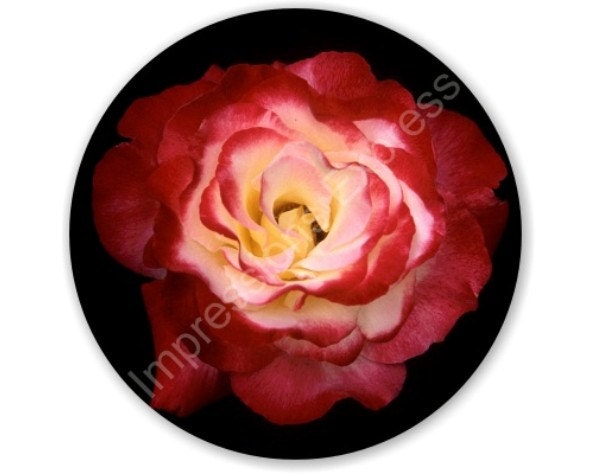 Red Rose Flower Round Mousepad