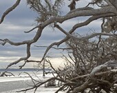 Ossabaw Island Tangled Shadows - An original photograph by Melissa Schneider