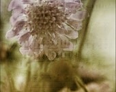 LIFESONG Fine Art 11x14 Photo Art Print - soft pink flower vintage sheet music - affordable home decor